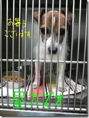 昼カズオ
