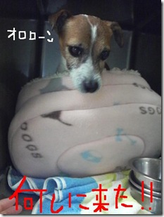 今日カズ081129　3