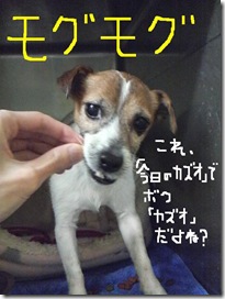 今日カズ090124　9