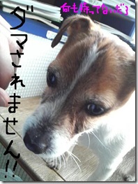 今日カズ090128　2