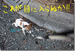今日カズ０９０２１５　１７