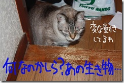 今日カズ０９０９２８　２