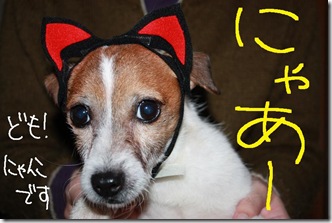 にゃんこ１２２２　１