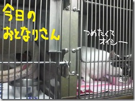 週カズ１００４０８　２