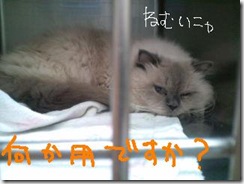 週カズ１００５０６　１