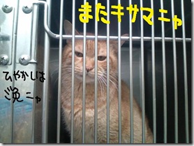 週カズ１００５２０　２