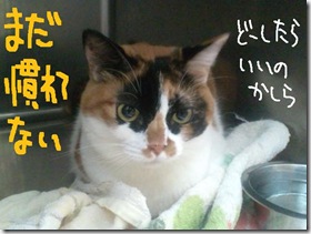 今日セラ１００８０１　２