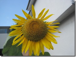 IMG_1761