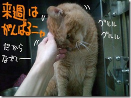 今日ゼニ１０１１０７　４