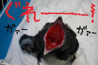 仔ガラス
