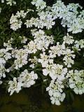 花1